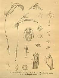 Image result for Polystachya odorata
