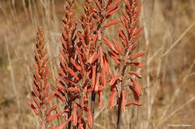 Image result for Aloe cameronii × greatheadii