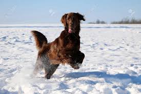 One big difference between these two similar breeds is. Brown Flat Coated Retriever Viel Spass Im Schnee Lizenzfreie Fotos Bilder Und Stock Fotografie Image 95156205