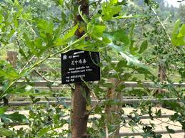 Image result for Morus indica
