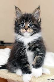 Before coming to the shelter, please review our adoption information page for adoption applications and to schedule an appointment to visit. Free Kittens Near Me Kittens For Sale Near Me