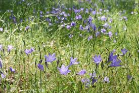 Image result for Hartliella