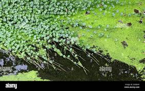 Image result for Lemna aequinoctialis