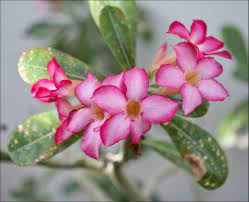 6 Basic Adenium Care Tips Desert Rose Plant Adenium Orchid Flower