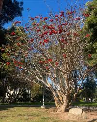 Image result for Erythrina afra