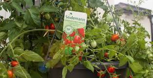 Direkt nach dem pflanzen sollte man die tomate einmal kräftig gießen und ihr dann eine kleine auszeit gönnen, um das wurzelwachstum zu fördern. Tomaten Am Balkon Der Terrasse Im Beet Anpflanzen