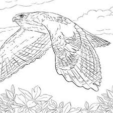 Free printable hawk coloring pages for kids that you can print out and color. Red Tailed Hawk Activities College Of Arts Sciences At Syracuse University