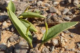 Image result for Ophioglossum polyphyllum