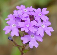Image result for Verbena aristigera