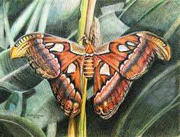The atlas moth (attacus atlas) is a large saturniid moth found in the tropical and subtropical forests of southeast asia, and common across the malay archipelago.1. Atlas Moth In Crayon Painting By Glen Donley