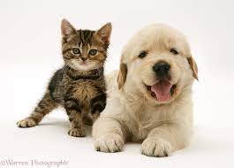 We have a beautiful location in bellmore new york, with private viewing rooms that you and. Summers Here And So Are Kittens And Puppies Tauranga Veterinary Services