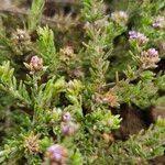 Image result for Micromeria imbricata