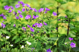Here are eight wonderful plants that will survive and thrive in low light conditions. 10 Best Shade Loving Plants That Will Add Texture To Your Garden