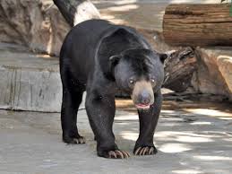 Image result for Barleria sunzuana