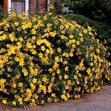 St John S Wort Plant St Johns Wort Plant Ground Cover Plants Plants