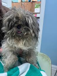 Still no update of my sweet girl please reach out if you see her anywhere  💔