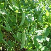 Fusarium wilt causes pea leaves to turn yellow. Pin On Gardening