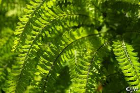 Image result for Adiantum patens