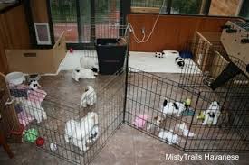 Check spelling or type a new query. Whelping And Raising Puppies Puppies 6 Weeks 7 Weeks