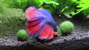 Betta And 5 Mini Marimo Moss Balls Youtube