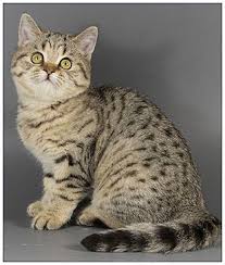 British Shorthair Cat Black And Gold Spotted 3 It Was Love At First Sight And It Lasted For 17 Beautiful Years British Shorthair Cats Beautiful Cats Kittens
