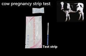 Hcg is made in a woman's placenta after a fertilized egg implants in the uterus. China Animal Pregnancy Test Strip One Step Rapid Cow Dairy Pregnancy Urine Test Kit China Cow Pregnancy Test Kit High Quality Test Kit