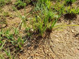 Image result for Cyperus obtusiflorus