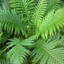 Image result for Blechnum tabulare