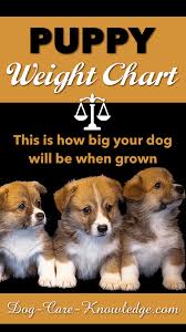 The charts on this page show estimated weights for puppies of certain breed sizes at certain ages and are guidelines only. Puppy Weight Chart This Is How Big Your Dog Will Be