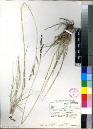 Image result for Urochloa bovonei