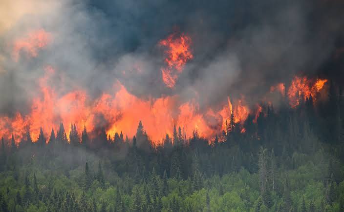 Canadian wildfire emissions hit record high as smoke reaches Europe | Reuters