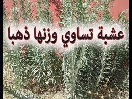 عشبة شيخ الربيع عشبة تساوي الذهب يراها كل أحد ولايعرف منافعها أحد youtube health and nutrition diet loss gadgets kitchen cooking