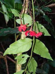 Image result for Phyllanthus macranthus