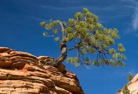 About The Nm Pinon Tree New Mexico New Mexico Usa New Mexico Style