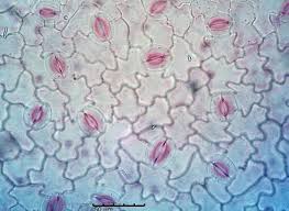 Image result for Coccinia barteri