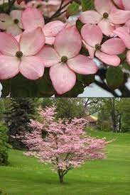 Flowering dogwood trees can grow anywhere from 15 to 25 feet high. Buy Pink Chinese Dogwood Cornus Kousa Satomi Trees For Sale Online From Wilson Bros Ga Dogwood Tree Landscaping Dwarf Trees For Landscaping Ornamental Trees