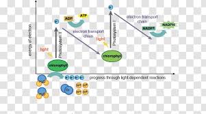 The exchange of various (oxygen and carbon dioxide) 4. Light Dependent Reactions Photosynthesis Light Independent Photosystem Flow Chart Transparent Png