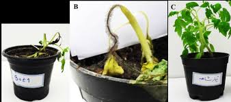 Image result for tomato seedling botrytis