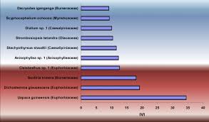 Image result for Strombosiopsis