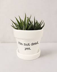 Punny Plant Pot I M Not Dead Yet Funny Pots For Etsy Succulent Pots Ceramic Succulent Pots Plants