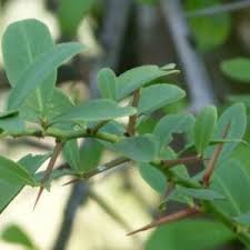 Image result for Gymnosporia tenuispina