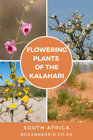 Image result for Hermbstaedtia fleckii