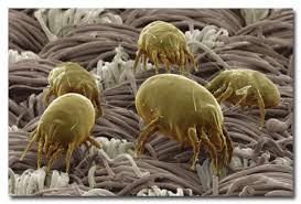 Skin under microscope illustrations & vectors. 11 Everyday Things That Are Terrifying Under A Microscope Cracked Com