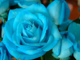 Sky Blue Beautiful Rose Flowers Blue Roses Rare Flowers