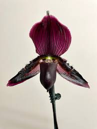 Image result for Paphiopedilum