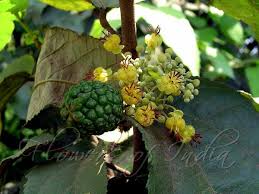 Image result for Guazuma ulmifolia
