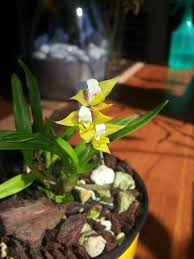 Image result for Polystachya ottoniana