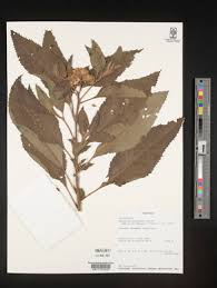 Image result for Vernonia congolensis