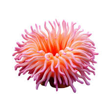 Sea anemone