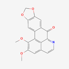 Image result for Illigera pentaphylla